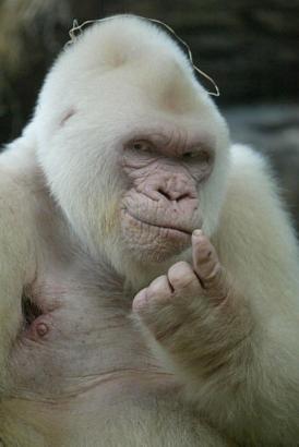 Albino Gorilla Snowflake